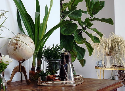 intérieur, détails de conception, globe, thé d'argent, ensemble, salle à manger, monde, conception, pièce, détails, à manger, table, les plantes, à l'intérieur, vivant, mode de vie, personne, bois, plateau, argent, thé, théière, antiquités, objets, décoration, classique, ancien, style, maison, , plante, la nature, vase, feuille, partie de la plante, intérieur de la maison, plante en pot, croissance, couleur verte, nature morte, bois - matériau, transparent, fraîcheur, récipient, verre - matériel, fleur, plante d'appartement, verre, 2K, CC0, domaine public, libre de droits