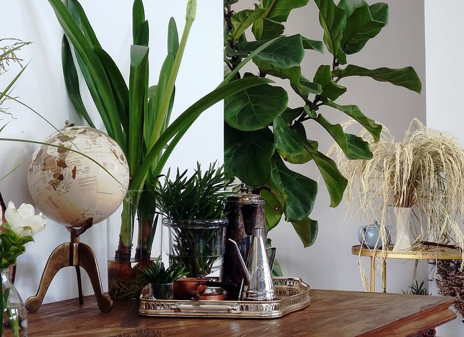 interior, detalls del disseny, globus, te de plata, conjunt, menjador, món, disseny, habitació, detalls, menjar, taula, plantes, endins, vivent, estil de vida, ningú, fusta, safata, plata, te, olla, antiguitats, objectes, decoració, clàssic, vintage, estil, casa, , planta, a l'interior, naturalesa, gerro, full, part de la planta, interior de casa, planta en test, cap gent, creixement, color verd, natura morta, material de fusta, transparent, frescor, contenidor, vidre - material, flor, planta d'interior, vidre, 2K