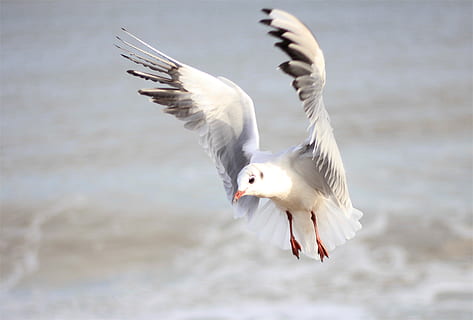 pájaro, mar, pluma, Gaviota, dom, ala, costa, volador, playa, temas de animales, animales en la naturaleza, fauna animal, animal, vertebrado, alas abiertas, agua, un animal, naturaleza, movimiento, nadie, aire, día, belleza en la naturaleza, centrarse en primer plano, ala animal, batiendo, 4K, CC0, dominio público, libre de derechos