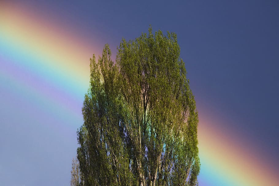 arbre, arc de Sant Martí, cel, després de la tempesta, pluja, pur, netejar, estiu, planta, bellesa a la natura, creixement, tranquil·litat, naturalesa, escena tranquil·la, cap gent, cel clar, vista d’angle baix, dia, escenics - natura, color verd, blau, a l'aire lliure, terra, multicolor, bosc, arbre de coníferes, 5K