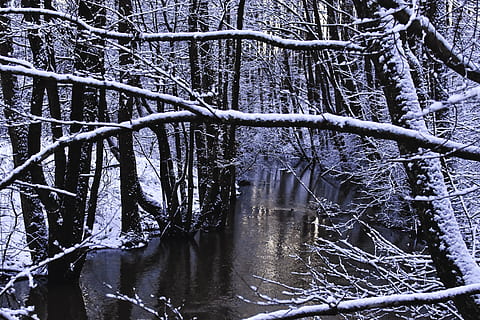 Winter, Winterwald, Reflexion, Wald, Schnee, Natur, schneebedeckte Bäume, schneebedeckt, gefroren, kalt, Landschaft, Weiß, Wildnis, draußen, winterlich, Winterabend, winterliche Landschaft, Litauen, Baum, Pflanze, kalte Temperatur, Ruhe, Land, Schönheit in der Natur, keine Leute, Wasser, ruhige Szene, Szenen - Natur, Ast, Tag, Kofferraum, Baumstamm, 4K, CC0, gemeinfrei, lizenzfrei