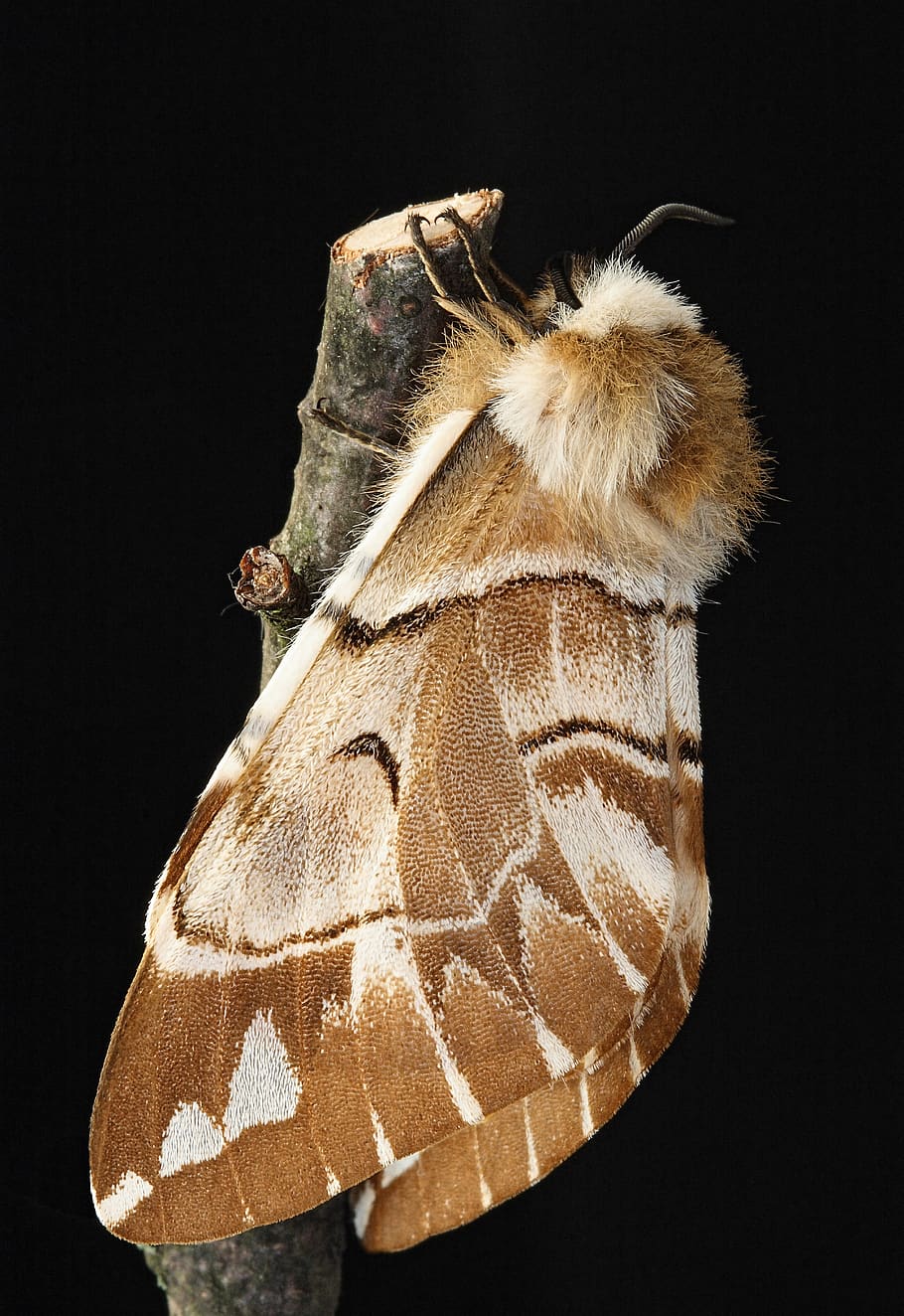 glòria kentish, arna, macro, insecte, lepidòpters, ala, ales, jardí, antenes, invertebrat, fons negre, un animal, tir de l'estudi, animal, temes d'animals, primer pla, a l'interior, cap gent, fauna animal, tallar, ala dels animals, animals a la natura, part del cos dels animals, artròpode, vertebrats, marró, nit, papallona - insecte, 5K