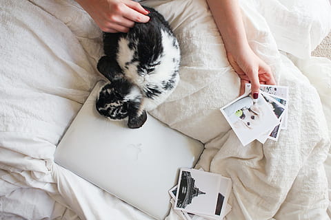 laptop, appel, macbook, computer, browser, Onderzoek, studie, slaapkamer, bed, sheets, puppy, hond, afbeeldingen, zoogdier, kat, huiskat, huiselijk, één dier, huisdieren, katachtig, een persoon, menselijke hand, gewerveld, hand-, binnenshuis, hoge hoekmening, meubilair, echte mensen, menselijk lichaamsdeel, huisdier eigenaar, snorhaar, 2K, CC0, publiek domein, royaltyvrij