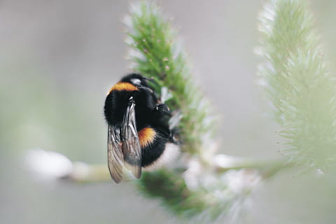 selettivo, fotografia a fuoco, nero, giallo, ape carpentiere, ape, sfocatura, bombo, luce del giorno, profondità, fiore, erba, insetto, poco, macro, nettare, all'aperto, messa a fuoco selettiva, primavera, selvaggio, natura, temi animali, un animale, animale, fauna selvatica, invertebrato, animali allo stato selvatico, bellezza nella natura, pianta, avvicinamento, nessuno, concentrarsi sulle conoscenze acquisite, giorno, crescita, impollinazione, 5K, CC0, dominio pubblico, privo di copyright