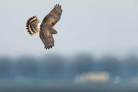 gufo grigio, uccello, animale, falco, poiana, accipiter, avvoltoio, aquilone, volante, aquila, gufo, natura, nebbia, pernice, gallo cedrone, corvo, scricciolo, mano, polso, aeroporto, campo di aviazione, uccello rapace, fauna selvatica, temi animali, ali spiegate, vertebrato, animali allo stato selvatico, mezz'aria, un animale, concentrarsi sulle conoscenze acquisite, nessuno, copia spazio, all'aperto, giorno, cielo, movimento, lunghezza intera, aquila - uccello, falco - uccello, 5K, CC0, dominio pubblico, privo di copyright