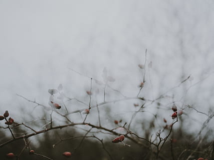 bare tree, nature, outdoors, weather, plant, animal, bird, fog, food, fruit, mist, cherry, snow, winter, bee eater, produce, scenery, cardinal, ice, storm, landscape, tree, no people, branch, beauty in nature, growth, focus on foreground, close-up, day, selective focus, tranquility, freshness, flower, twig, fragility, sky, 8K, CC0, public domain, royalty free