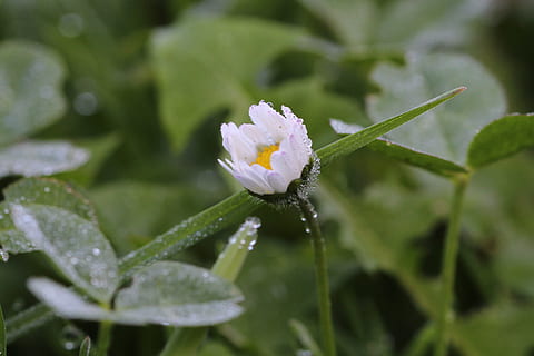 sedmikráska, dewdrop, makro, květ, kvetoucí rostlina, rostlina, krása v přírodě, růst, svěžest, zranitelnost, křehkost, okvětní lístek, detail, květenství, rostlinné části, list, voda, květu hlavy, Příroda, nikdo, den, venku, nachový, pyl, čistota, rosa, 4K, CC0, veřejná doména, bez autorských práv