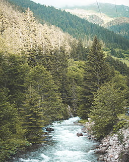 alberi verdi, luce del giorno, ambiente, flusso, foresta, verde, paesaggio, montagne, natura, all'aperto, rapide, fiume, rocce, scenario, panoramico, vista, pietre, alberi, acqua, boschi, albero, pianta, bellezza nella natura, scenics - natura, giorno, crescita, la tranquillità, scena tranquilla, nessuno, scena non urbana, terra, montagna, colore verde, idilliaco, acqua corrente, fluente, 4K, CC0, dominio pubblico, privo di copyright