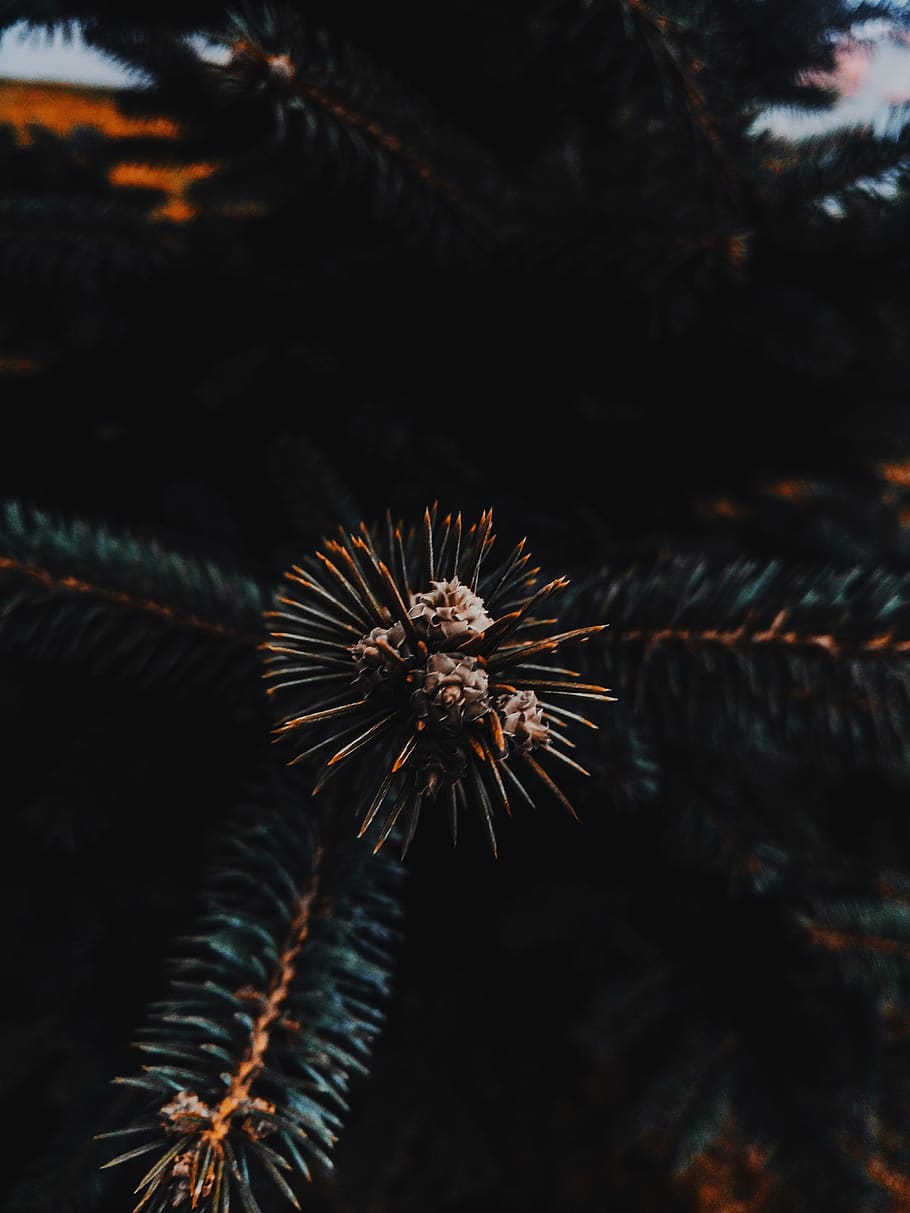 Feld, Bäume, Baum, Natur, Orange, dunkel, Notfall, launisch, keine Leute, Pflanze, Wachstum, Schönheit in der Natur, Nahansicht, draußen, Ruhe, selektiver Fokus, versetzt, Tag, High Angle View, Zerbrechlichkeit, Blatt, Blume, Verletzlichkeit, Land, Muster, Fokus auf den Vordergrund, Pflanzenteil, stachelig, Nadelbaum, 2K