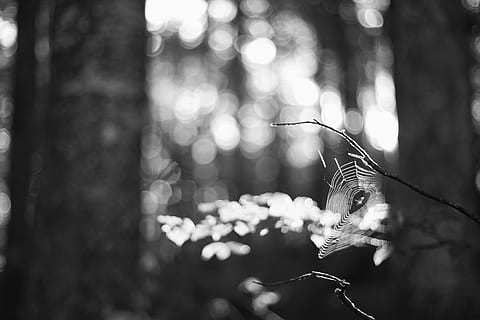 Licht, Spinne, Netz, Baum, Bokeh, 50mm, Wald, Fokus auf den Vordergrund, Pflanze, ein Tier, Tiere in freier Wildbahn, Tierthemen, Tierwelt, Insekt, Tier, wirbellos, Nahansicht, Natur, Tierflügel, Tag, keine Leute, Zerbrechlichkeit, Wachstum, Baumstamm, Schönheit in der Natur, Kofferraum, draußen, Schmetterling - Insekt, Schmetterling, 4K, CC0, gemeinfrei, lizenzfrei