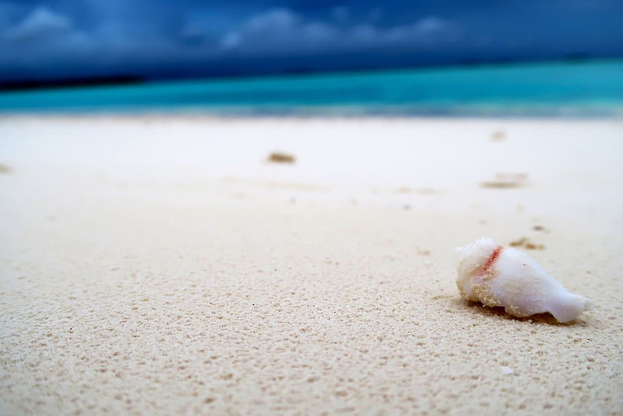 blanc, shell, platja de sorra, platja, blau, borrós, núvols, la llum del dia, natural, naturalesa, oceà, a l'aire lliure, sorra, mar, paisatge marí, petxina de mar, vora del mar, Riba, cel, aigua, onades, terra, animal, fauna animal, cap gent, dia, tranquil·litat, temes d'animals, bellesa a la natura, un animal, primer pla, peix, marí, nivell superficial, 5K