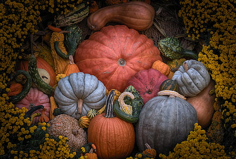 squash lot, dovleac, vegetal, mancare si bautura, alimente, prospeţime, toamnă, mâncat sănătos, squash - legume, culoare portocalie, nici o persoana, plantă, bunăstare, natură, alegere, variație, organic, natură moartă, vedere în unghi mare, abundenţă, grup mare de obiecte, în aer liber, mulțumire, 5K, CC0, domeniu public, fără drepturi de autor