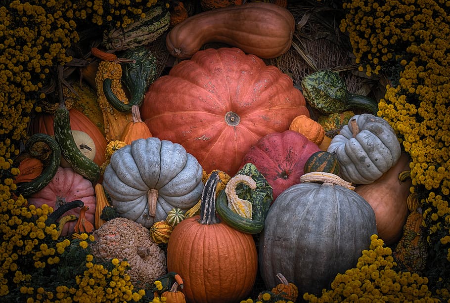 lot de squash, carbassa, vegetals, menjar i beguda, menjar, frescor, tardor, alimentació saludable, carbassa - verdures, color taronja, cap gent, planta, benestar, naturalesa, elecció, variació, orgànic, natura morta, vista d’angle alt, abundància, gran grup d'objectes, a l'aire lliure, acció de gràcies, 5K