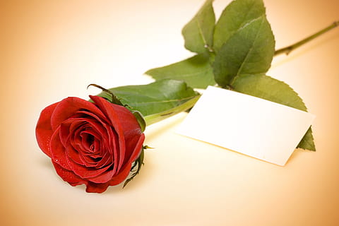 rose, red, stem, background, , decoration, concept, closeup, green, floral, petal, day, aroma, symbol, celebration, light, gift, gardening, love, macro, elegant, texture, garden, color, valentine, romance, single, bud, natural, flirting, spring, passion, anniversary, flower, leaf, holiday, summer, event, blossom, fragility, object, plant, beauty, romantic, beautiful, fresh, nature, pattern, perfection, paper, card, empty, plant part, beauty in nature, rose - flower, flowering plant, freshness, close-up, no people, copy space, positive emotion, indoors, message, flower head, blank, valentine's day - holiday, bouquet, 4K, CC0, public domain, royalty free