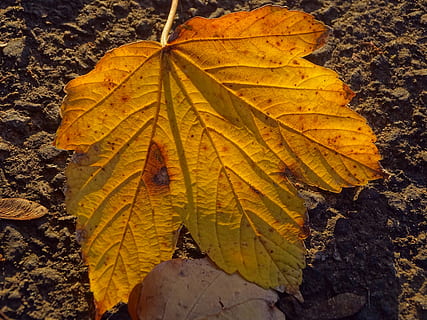full, llum, caure, colorit, naturalesa, temporada, groc, part de la planta, canvi, tardor, primer pla, vena de la fulla, planta, fulles, cap gent, fulla d'auró, bellesa a la natura, dia, color taronja, a l'aire lliure, patró natural, centrar-se en primer pla, creixement, vista d’angle alt, condició natural, 4K, CC0, domini públic, lliure de regalies