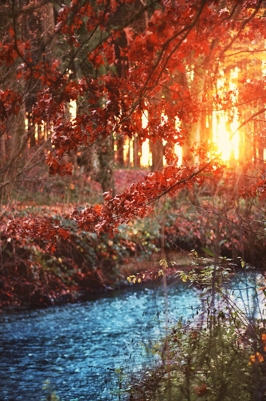 Bach, Wald, Bäume, Landschaft, Sonnenuntergang, Sträucher, Wasser, Beleuchtung, Dämmerung, Sonnenlicht, ästhetisch, Herbst, romantisch, Atmosphäre, Hintergrund, beleuchtet, durchscheinen, Stimmung, idyllisch, Baum, Pflanze, Natur, Schönheit in der Natur, Ruhe, orange Farbe, Veränderung, Szenen - Natur, ruhige Szene, See, keine Leute, Wachstum, Nicht-städtische Szene, Tag, Sonne, draußen, Linseneffekt, 4K