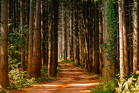pathway, trær, dagtid, skog, skogssti, lys, stamme, tre, land, anlegg, trestamme, veien forover, retning, vekst, ro, skjønnhet i naturen, rolig scene, natur, ingen folk, ikke-urbane scene, gangsti, naturskjønnhet - natur, dag, bambus, utendørs, synkende perspektiv, bambus - plante, treelined, sti, regnskog, 4K, CC0, offentlig domene, opphavsrett gratis