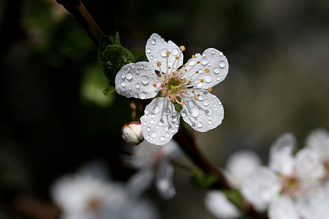 flor, blanc, casey, arbre, primavera, naturalesa, bonic, planta, planta amb flors, bellesa a la natura, frescor, creixement, primer pla, vulnerabilitat, fragilitat, centrar-se en primer pla, tirar, pètal, aigua, humit, Color blanc, cap gent, dia, cap de flor, a l'aire lliure, pol·len, puresa, gota de pluja, rosada, 5K, CC0, domini públic, lliure de regalies