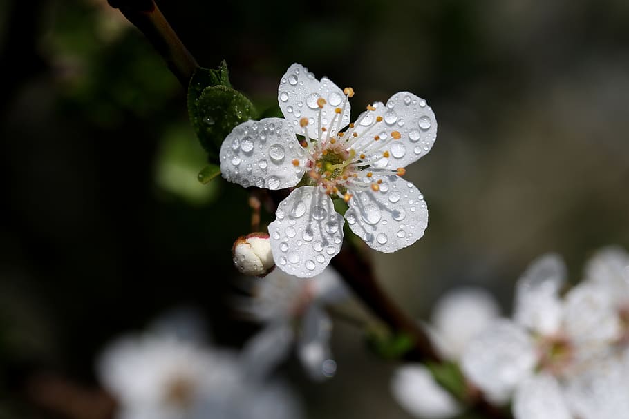 flor, blanc, casey, arbre, primavera, naturalesa, bonic, planta, planta amb flors, bellesa a la natura, frescor, creixement, primer pla, vulnerabilitat, fragilitat, centrar-se en primer pla, tirar, pètal, aigua, humit, Color blanc, cap gent, dia, cap de flor, a l'aire lliure, pol·len, puresa, gota de pluja, rosada, 5K