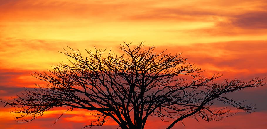 natur, solnedgang, træ, aften, panorama, farver, skumring, landskab, udendørs, silhuet, panoramisk, himmel, skyer, orange farve, skønhed i naturen, scenics - natur, sky - himmel, dramatisk himmel, ingen mennesker, plante, afdeling, ro, rolig scene, bare træ, romantisk himmel, levende farve, 5K