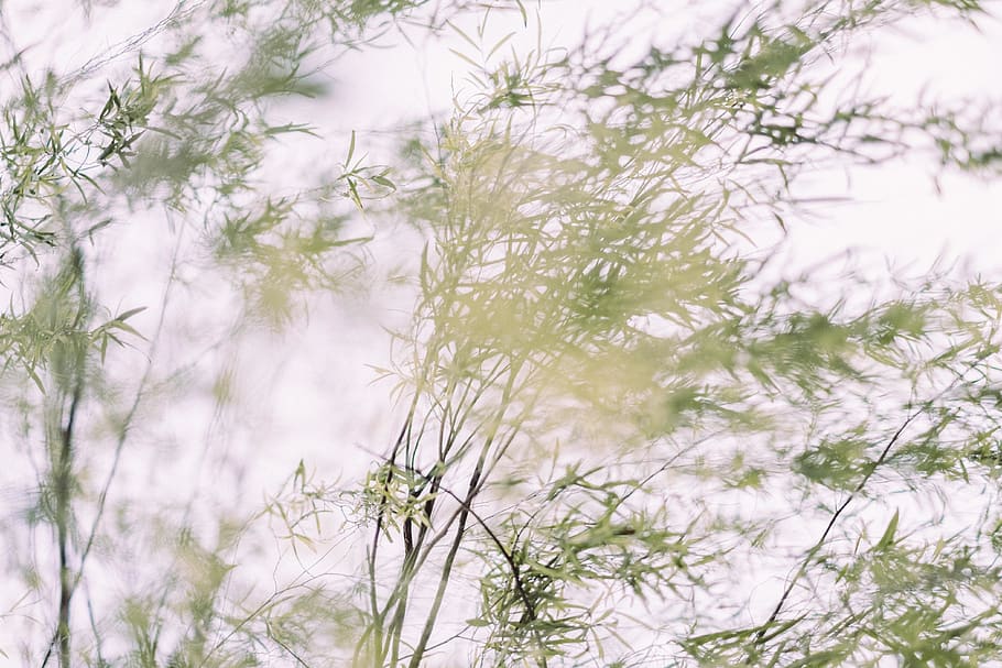 alberi, foglia, ramo, sfondo, breez, pianta, nessuno, natura, giorno, albero, bellezza nella natura, la tranquillità, crescita, freschezza, sfondi, fotogramma intero, fiore, avvicinamento, all'aperto, pianta fiorita, vulnerabilità, inverno, fragilità, nevicando, 4K