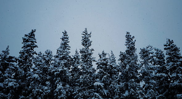 hiver, du froid, des arbres, ciel, bleu, température froide, neige, plante, arbre, pin, forêt, la nature, conifère, paysages - nature, beauté dans la nature, tranquillité, personne, scène non urbaine, des bois, terre, scène tranquille, croissance, pinède, arbre à feuilles persistantes, en plein air, il neige, montagne au sommet enneigé, sapin, la cime des arbres, 2K, CC0, domaine public, libre de droits