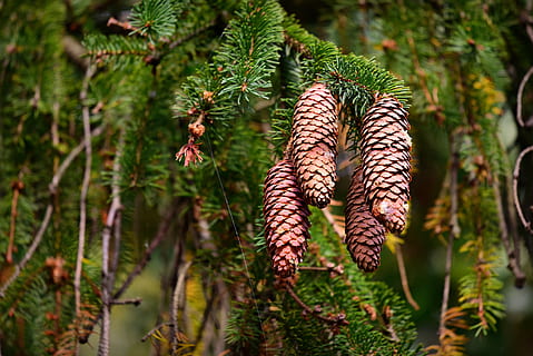tallskott, tall, nål, barrträd, höst, frukt, växt, tillväxt, natur, träd, skönhet i naturen, dag, fokusera på förgrunden, närbild, grön färg, inget folk, utomhus, landa, gren, blad, solljus, växtdel, lugn, selektiv fokusering, skog, 4K, CC0, offentligt domän, royaltyfria