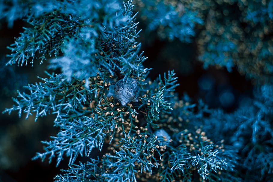 naturalesa, bosc, arbre, ginebre, de fulla perenne, macro, fons, fons de pantalla, submarí, sota l'aigua, animals a la natura, fauna animal, la vida marina, marí, cap gent, mar, aigua, planta, animal, temes d'animals, pi, primer pla, arbre de coníferes, bellesa a la natura, hivern, temperatura de fred, a l'aire lliure, avet, ecosistema, 5K