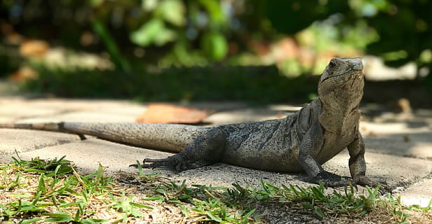 karibia, meksiko, iguana, satu binatang, hewan, tema binatang, bertulang belakang, binatang di alam liar, satwa liar hewan, alam, sinar matahari, reptil, kadal, hari, tidak ada orang, fokus pada latar depan, menanam, di luar rumah, merapatkan, penuh, tampilan samping, bidang, 2K, CC0, domain publik, bebas royalti