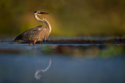 macara albă, pasăre, animale tematice, animale în sălbăticie, animale sălbatice, animal, animale vertebrate, un animal, apă, stârc, lac, zi, stinghie, nici o persoana, păsări de apă, natură, malul mării, reflecţie, selectiv, griful galben, în aer liber, 4K, CC0, domeniu public, fără drepturi de autor