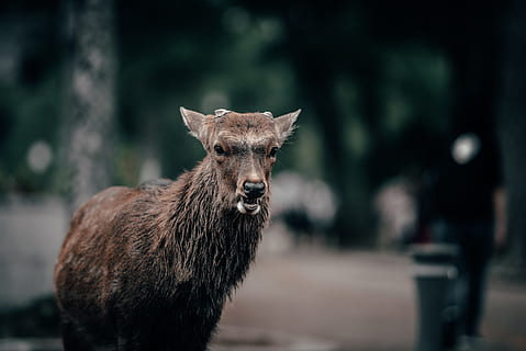 căprioară maro, cerb, animale sălbatice, mamifer, animal, elan, Wallaby, cangur, nara, kyoto, Japonia, dispozitie, călătorie, cu toane, urs, grădină zoologică, capră, corn de cerb, plantă, copac, capra de munte, un animal, să se concentreze asupra primelor elemente, animale vertebrate, permanent, nici o persoana, portret, animale în sălbăticie, privind camera, animale domestice, zi, în aer liber, natură, in cautarea, animale de companie, 4K, CC0, domeniu public, fără drepturi de autor