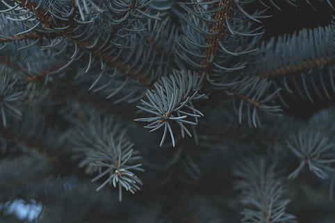 pine tree, pine, tree, forest, plant, growth, close-up, no people, nature, backgrounds, beauty in nature, full frame, selective focus, pattern, leaf, fragility, natural pattern, plant part, day, vulnerability, tranquility, focus on foreground, outdoors, needle - plant part, coniferous tree, leaves, fir tree, 4K, CC0, public domain, royalty free