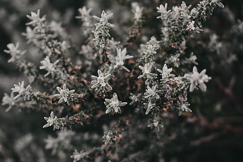 australia, macro, plants, leaf, leaves, flower, forest, green, tree, nature, natural, background, pattern, plant, trees, contrast, cold temperature, winter, snow, beauty in nature, vulnerability, frozen, fragility, no people, day, snowflake, close-up, ice, focus on foreground, outdoors, selective focus, frost, 4K, CC0, public domain, royalty free