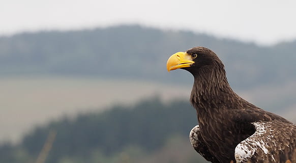 uccello, animale, Aquila orientale, aquila, piuma, predatore, becco, occhio, un animale, temi animali, fauna selvatica, vertebrato, animali allo stato selvatico, aquila calva, uccello rapace, concentrarsi sulle conoscenze acquisite, aquila - uccello, nessuno, natura, giorno, vista laterale, guardando lontano, giallo, all'aperto, vista profilo, testa di animale, 2K, CC0, dominio pubblico, privo di copyright