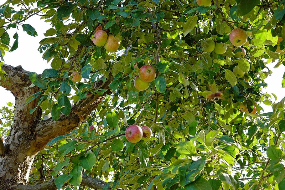 pomera, poma, arbre, branca, apfelernte, fruita, arbre fruiter, arbres fruiters, alimentació saludable, menjar i beguda, planta, menjar, creixement, vista d’angle baix, full, part de la planta, color verd, benestar, frescor, naturalesa, cap gent, dia, a l'aire lliure, bellesa a la natura, madur, 5K