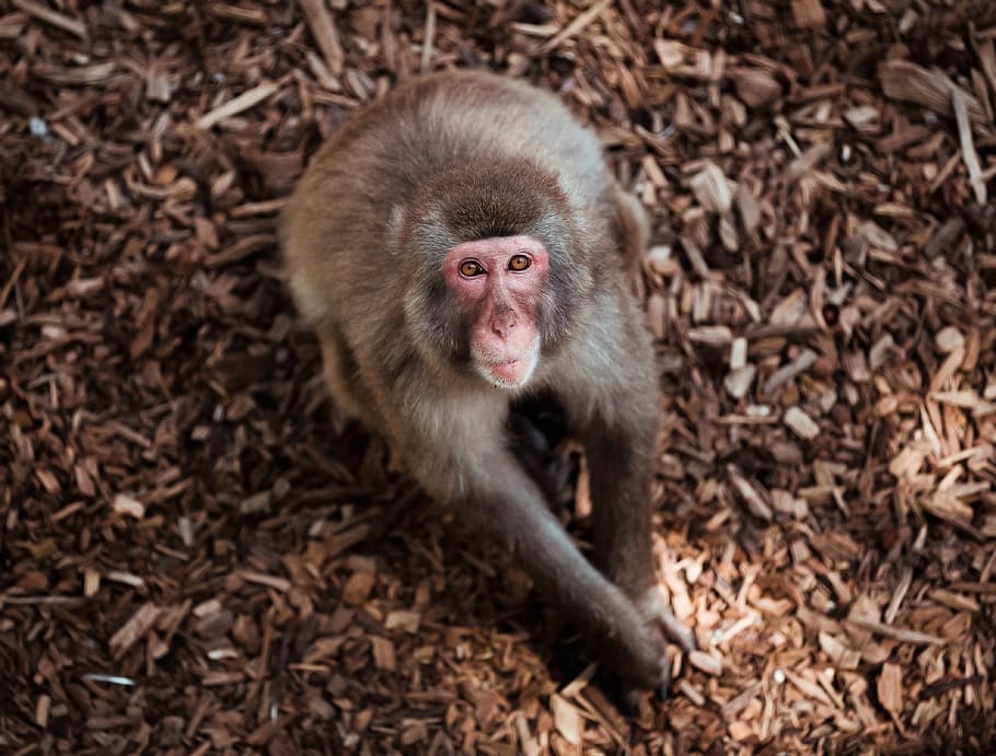 marró, mico, sòl, animal, mamífer, vida salvatge, babuí, meerkat, zoo, menjar, runes, zebra, eina, hoe, armadillo, lleó, escarabat de fem, insecte, invertebrat, cabra de muntanya, primat, un animal, animals a la natura, fauna animal, cap gent, vertebrats, retrat, mirant la càmera, dia, naturalesa, a l'aire lliure, primer pla, part del cos dels animals, 4K