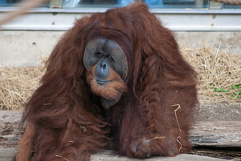 mico marró, animal, mamífer, mico, orangutan, vida salvatge, motlle, toronto, Canadà, terrier, caní, mascota, gos, humà, persona, retrat, cara, gris, temes d'animals, primat, fauna animal, vertebrats, animals en captivitat, marró, un animal, zoo, dia, cap gent, centrar-se en primer pla, animals a la natura, assegut, cabell, relaxació, a l'aire lliure, 2K, CC0, domini públic, lliure de regalies