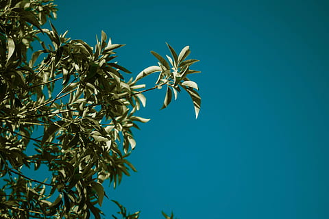 Grün, Laubbaum, Blau, Himmel, tagsüber, Baum, Ast, Blatt, Laub, Blätter, Sommer-, Nahansicht, Detail, dunkel, Schatten, Sonnenlicht, belaubter Baum, Natur, Pflanze, Frühling, HD Wallpaper, Tapete, draußen, grüne Farbe, Tag, Hintergründe, keine Leute, Wald, tropisches Klima, Schönheit in der Natur, Palme, Wachstum, Sonne, klarer Himmel, szenen, 5K, CC0, gemeinfrei, lizenzfrei
