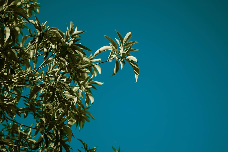 Grün, Laubbaum, Blau, Himmel, tagsüber, Baum, Ast, Blatt, Laub, Blätter, Sommer-, Nahansicht, Detail, dunkel, Schatten, Sonnenlicht, belaubter Baum, Natur, Pflanze, Frühling, HD Wallpaper, Tapete, draußen, grüne Farbe, Tag, Hintergründe, keine Leute, Wald, tropisches Klima, Schönheit in der Natur, Palme, Wachstum, Sonne, klarer Himmel, szenen, 5K