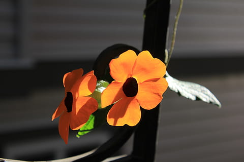 Kanada, Maple Ridge, Verletzlichkeit, Blume, Nahansicht, Zerbrechlichkeit, blühende Pflanze, Schönheit in der Natur, Fokus auf den Vordergrund, Pflanze, Blütenblatt, Blütenkopf, Blütenstand, Frische, Wachstum, keine Leute, Natur, Tag, draußen, orange Farbe, Gelb, Sonnenlicht, Pollen, 5K, CC0, gemeinfrei, lizenzfrei