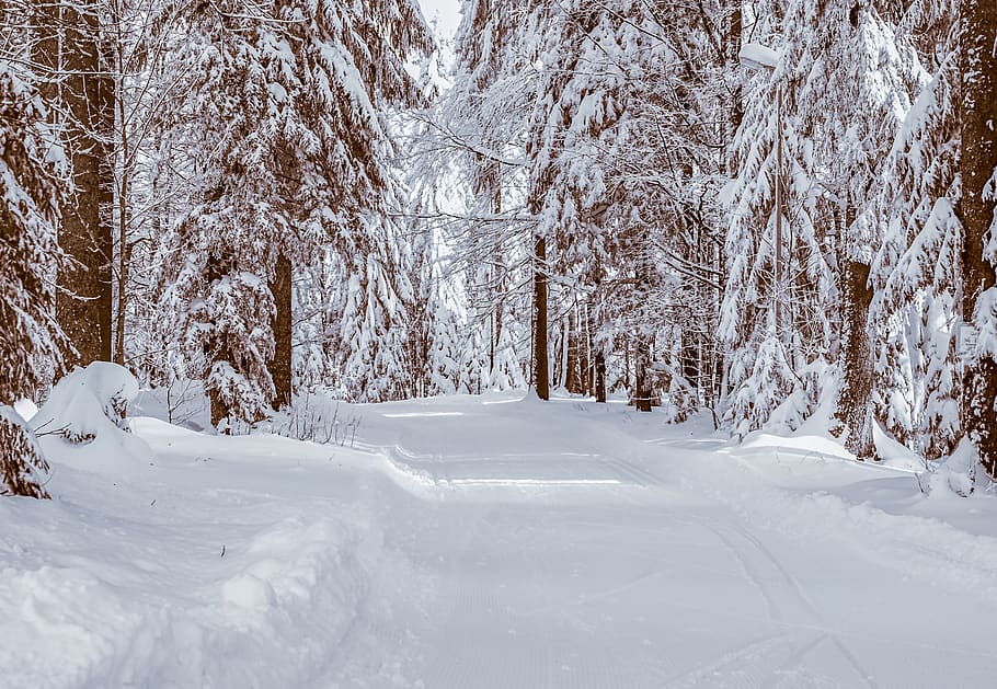 bosc, hivern, neu, fred, bosc d’hivern, idíl·lic, arbres, gelades, sol, paisatge, naturalesa, màgia d'hivern, paisatge de neu, màgia de neu, humor d'hivern, temperatura de fred, arbre, terra, planta, Color blanc, cap gent, tranquil·litat, escenics - natura, bellesa a la natura, escena tranquil·la, escena no urbana, dia, cobertura, camp, medi ambient, a l'aire lliure, nevar, 4K