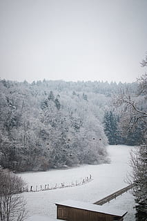 inverno, la neve, alberi, foresta, uccelli, natura, marzo, colpi verticali, temperatura fredda, albero, pianta, bellezza nella natura, la tranquillità, scenics - natura, scena tranquilla, cielo, nessuno, campo, ambiente, scena non urbana, terra, giorno, copertura, congelato, all'aperto, tempo estremo, montagna innevata, nevicando, bufera di neve, 5K, CC0, dominio pubblico, privo di copyright