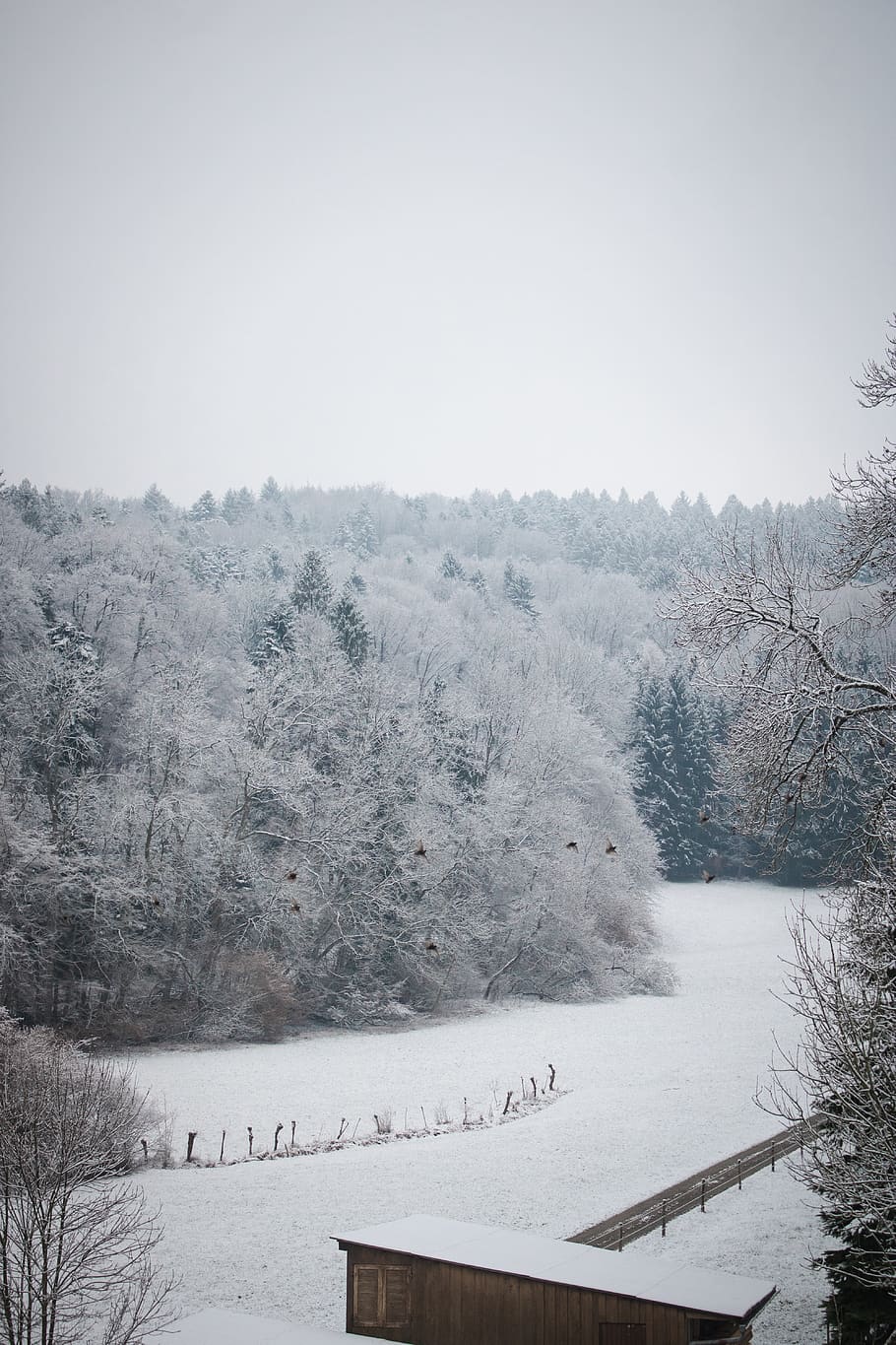 inverno, la neve, alberi, foresta, uccelli, natura, marzo, colpi verticali, temperatura fredda, albero, pianta, bellezza nella natura, la tranquillità, scenics - natura, scena tranquilla, cielo, nessuno, campo, ambiente, scena non urbana, terra, giorno, copertura, congelato, all'aperto, tempo estremo, montagna innevata, nevicando, bufera di neve, 5K