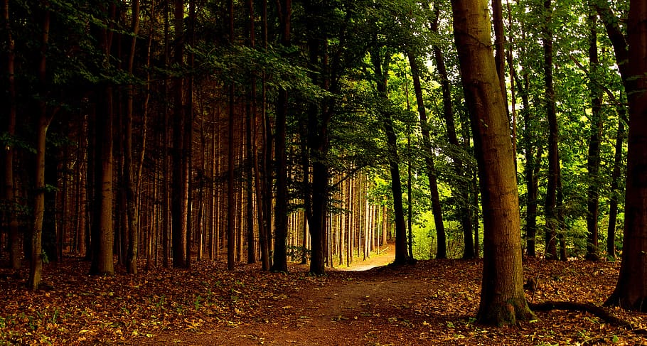 annas hoeve, figtree, bosc, arbres, naturalesa, paisatge, boscos, fulles, llum, votar, escènic, fusta, a l'aire lliure, arbre, planta, terra, tronc, creixement, tranquil·litat, tronc de l'arbre, bellesa a la natura, escena tranquil·la, escena no urbana, escenics - natura, dia, idíl·lic, tardor, cap gent, color verd, remot, bambú - planta, 5K