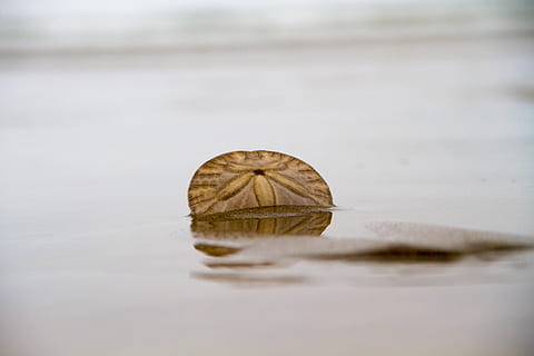 brunt sand dollar, vand, afspejling, dyr, dyre temaer, et dyr, ingen mennesker, natur, dyreliv, dag, tæt på, selektiv fokusering, miljø, hvirvelløse, udendørs, dyr kropsdel, dyr i naturen, overflade, sø, ro, 5K, CC0, offentligt domæne, royaltyfrie