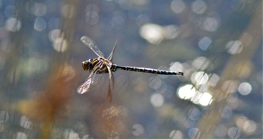 mosca del drac, error, ales, primer pla, temes d'animals, un animal, animal, invertebrat, centrar-se en primer pla, insecte, naturalesa, fauna animal, dia, cap gent, animals a la natura, aigua, a l'aire lliure, enfocament selectiu, arbre, teranyina, bellesa a la natura, ala dels animals, web, 4K