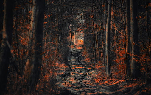 bosc, el camí, manera, arbre, spacer, fullatge, naturalesa, paisatge, ruta de senderisme, camí forestal, carreró, vista, parc, turisme, humor, el silenci, escènic, gira, bellesa, crípticament, planta, terra, tronc de l'arbre, tronc, cap gent, tranquil·litat, creixement, bellesa a la natura, a l'aire lliure, tardor, material de fusta, dia, escena tranquil·la, direcció, el camí a seguir, canvi, 4K, CC0, domini públic, lliure de regalies