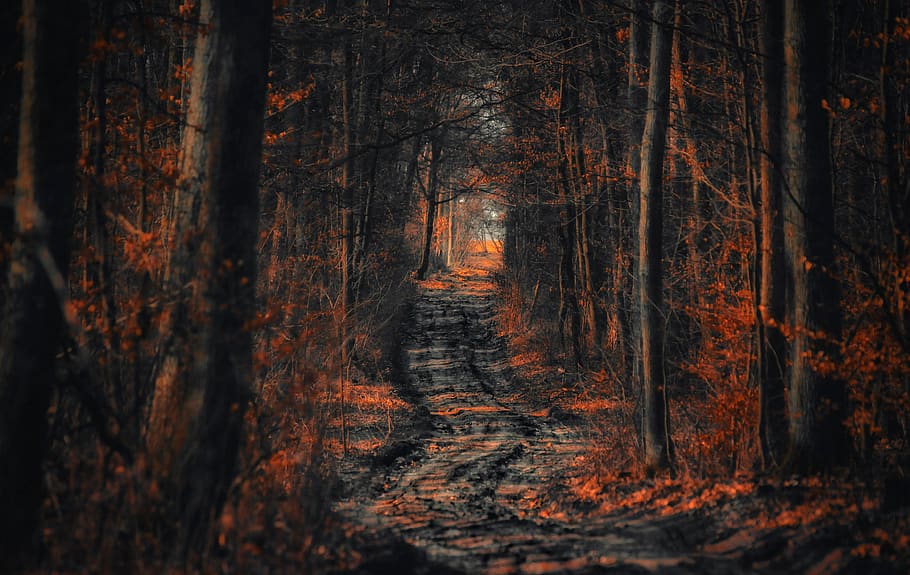 bosc, el camí, manera, arbre, spacer, fullatge, naturalesa, paisatge, ruta de senderisme, camí forestal, carreró, vista, parc, turisme, humor, el silenci, escènic, gira, bellesa, crípticament, planta, terra, tronc de l'arbre, tronc, cap gent, tranquil·litat, creixement, bellesa a la natura, a l'aire lliure, tardor, material de fusta, dia, escena tranquil·la, direcció, el camí a seguir, canvi, 4K