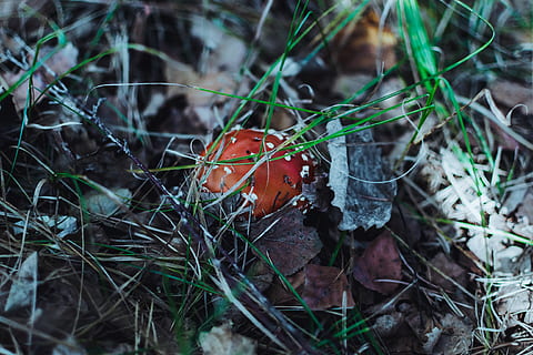 fulla negra seca, Ucraïna, falysh, sòl, vegetació, flora, planta, animal, aranya, invertebrat, insecte, aranya de jardí, aràcnids, a l'aire lliure, bolets, dia, terra, fong, vegetals, cap gent, menjar, camp, creixement, naturalesa, primer pla, vista d’angle alt, enfocament selectiu, fauna animal, animals a la natura, centrar-se en primer pla, temes d'animals, toadstool, verinós, 4K, CC0, domini públic, lliure de regalies