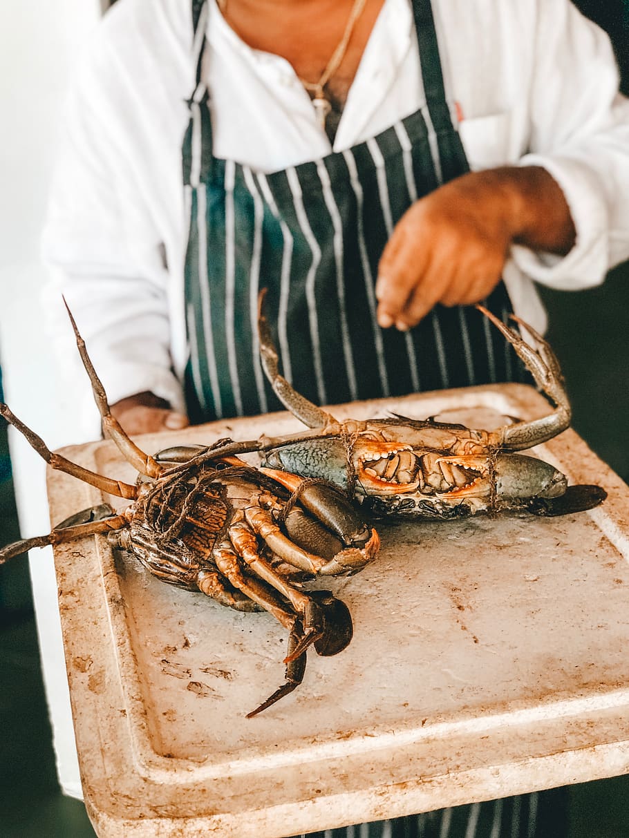 due granchi di fango, una persona, crostaceo, frutti di mare, cibo, Sezione centrale, detenzione, persone reali, concentrarsi sulle conoscenze acquisite, in casa, cibo e bevande, uomini, freschezza, vertebrato, un animale, pesce, avvicinamento, mano umana, aragosta, mano, preparando il cibo, capocuoco, 4K